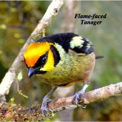 Flame-faced Tanager